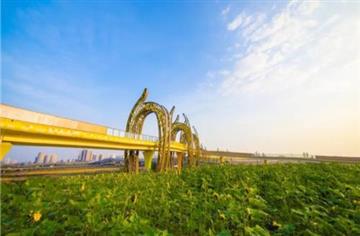 太美啦！成都上新这座桥，“银杏黄”浪漫值爆表